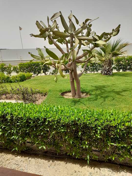 Außenansicht Desert Rose