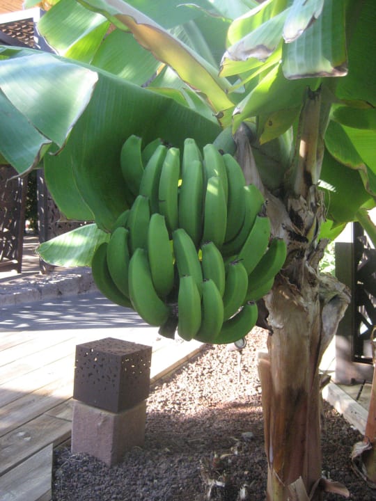 Bananen, Oliven, Zitronen und Granatapfelbäume Lopesan Baobab Resort