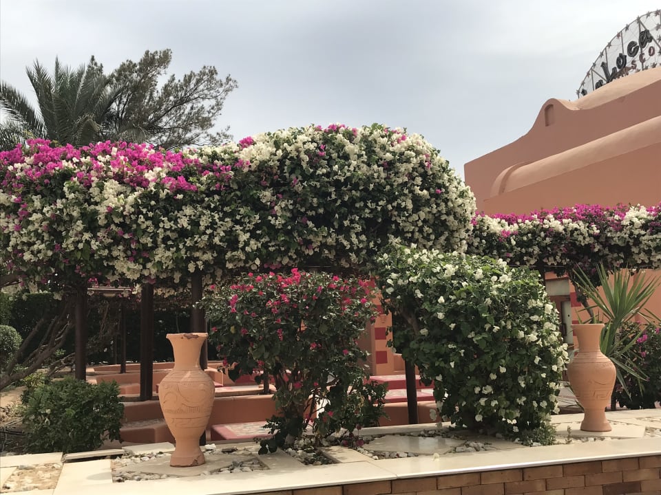 Gartenanlage Jaz Makadi Oasis Resort