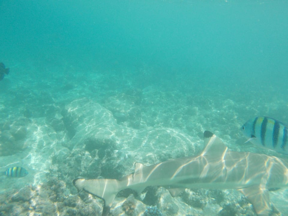 Kleine Haie sind immer da Kuramathi Maldives