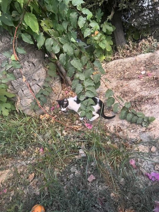 Gartenanlage Dream World Palace Hotel