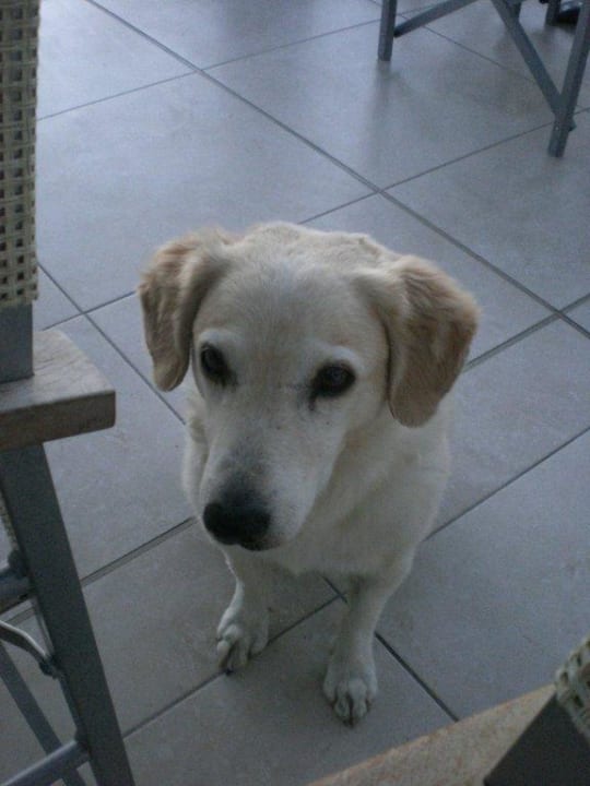 Dimi  Ilios K Village Resort