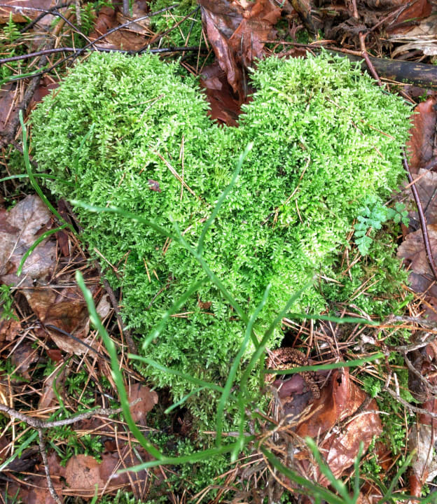 Gartenanlage Heidhöhe, Ferienwohnung