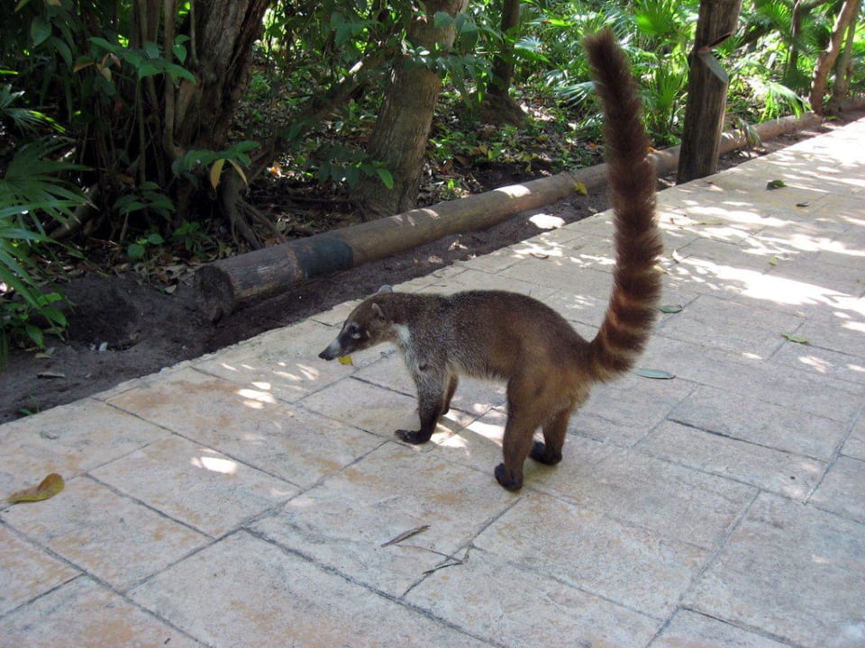 Nasenbär Catalonia Playa Maroma