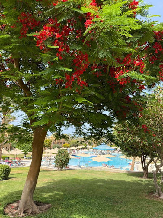 Pool Serenity Alpha Beach