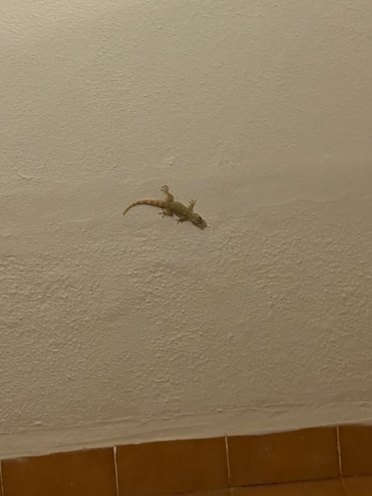 Sonstiges Grupotel Montecarlo