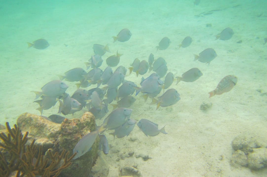 Sport & Freizeit Akumal Bay Beach & Wellness Resort