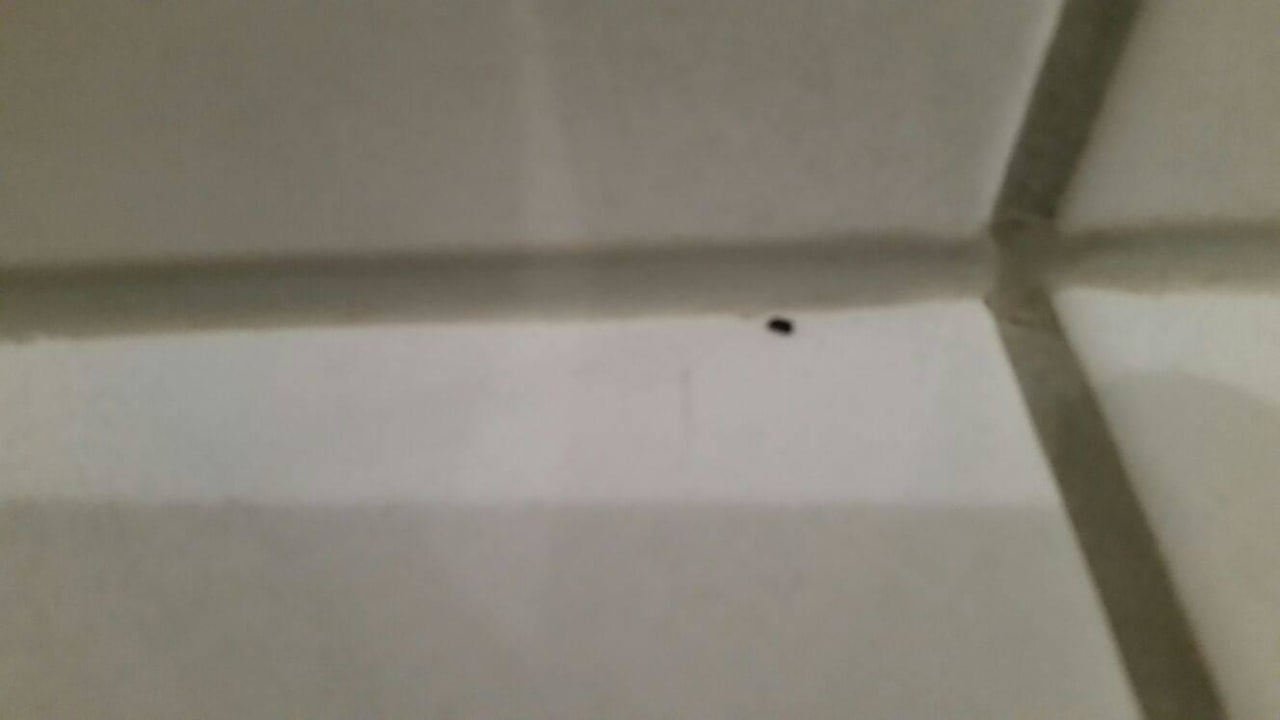 "Mitbewohner"  Hotel Amadeus ROYAL Berlin