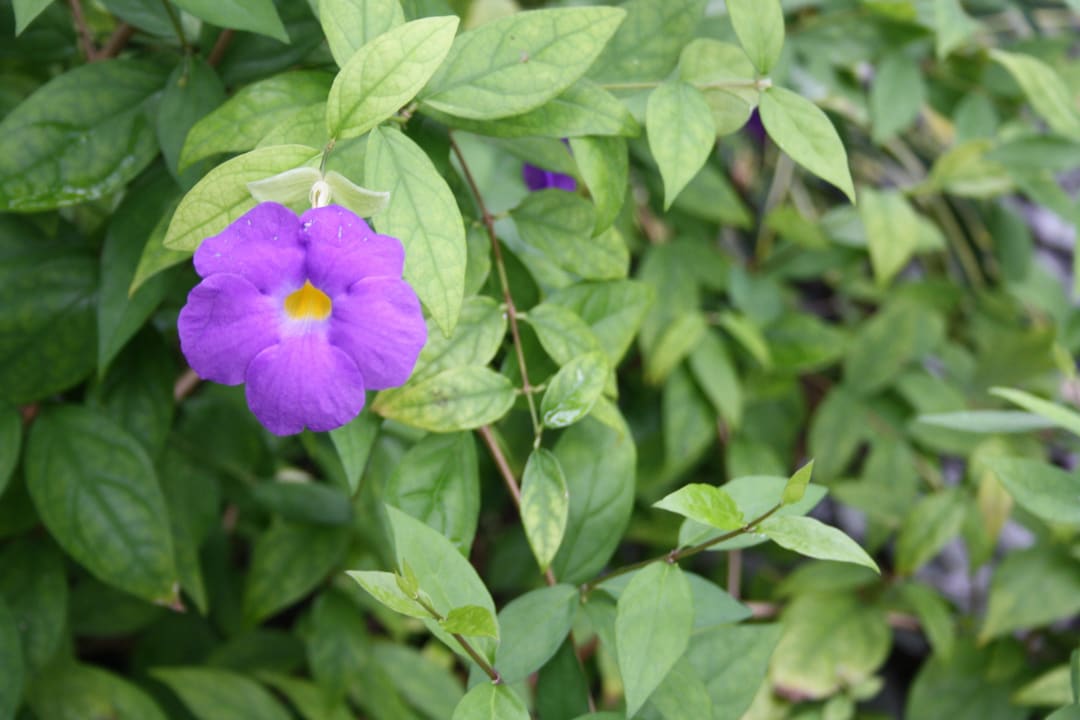 Die Flora von Kuramathi Kuramathi Maldives