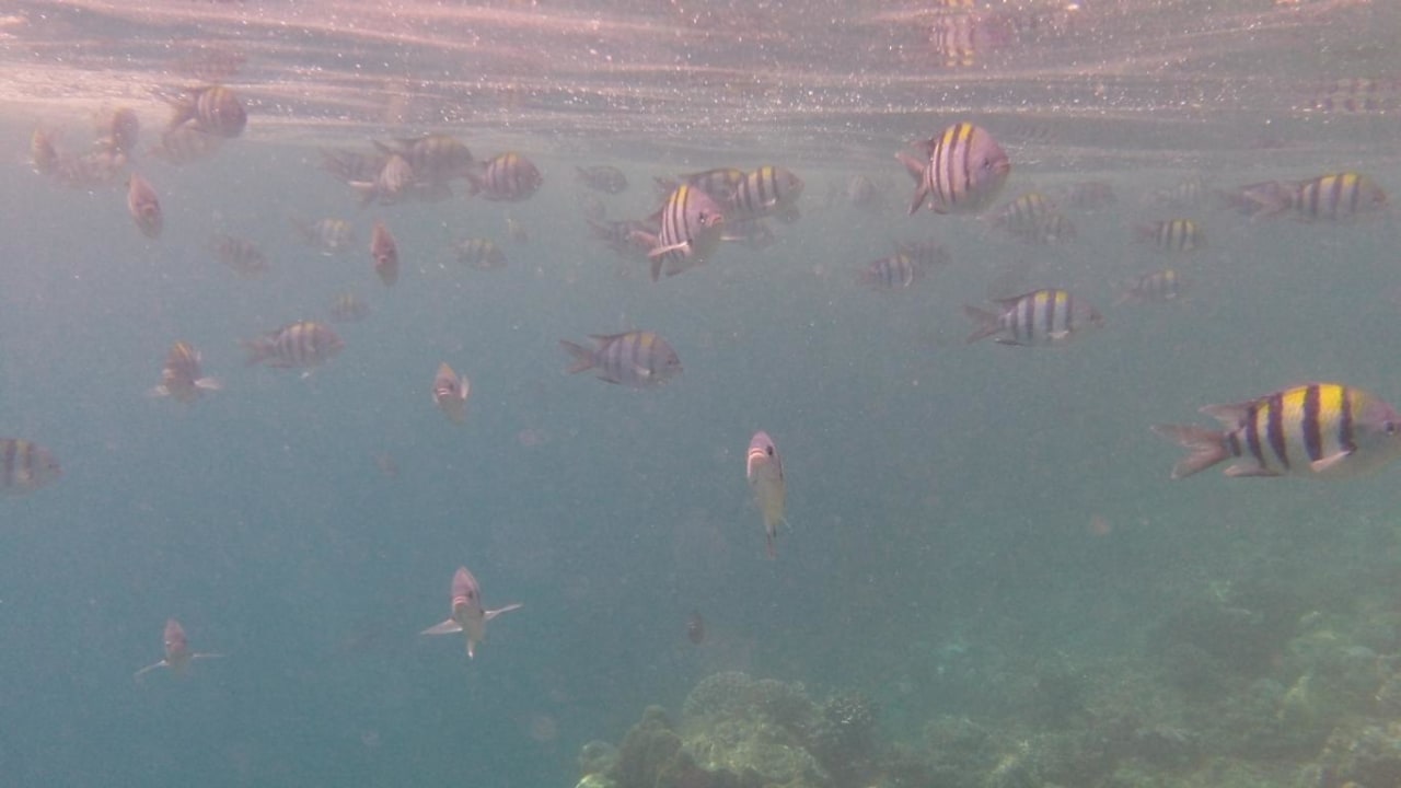 Hausriff Eri Maldives