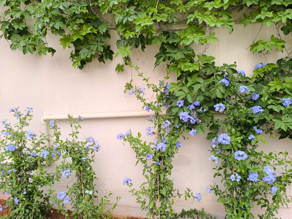 Gartenanlage allsun Hotel Malia Beach