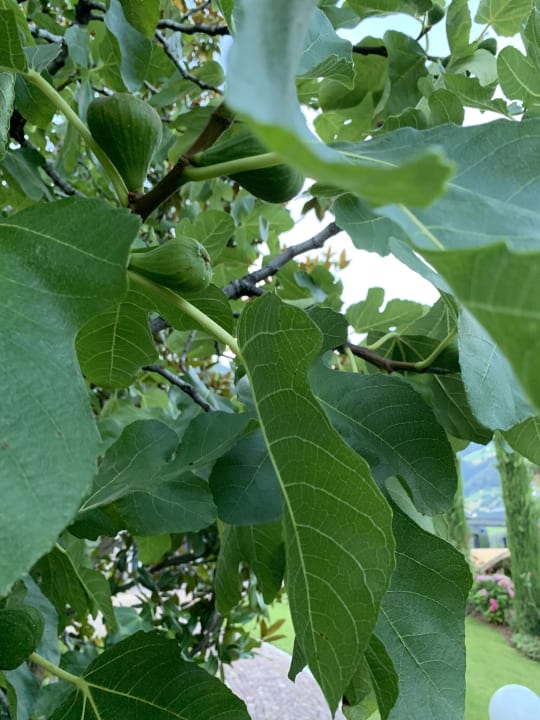 Gartenanlage Feel Good Resort Johannis