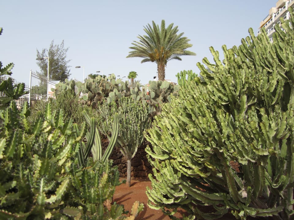 Kakteenanlage Hotel Europalace