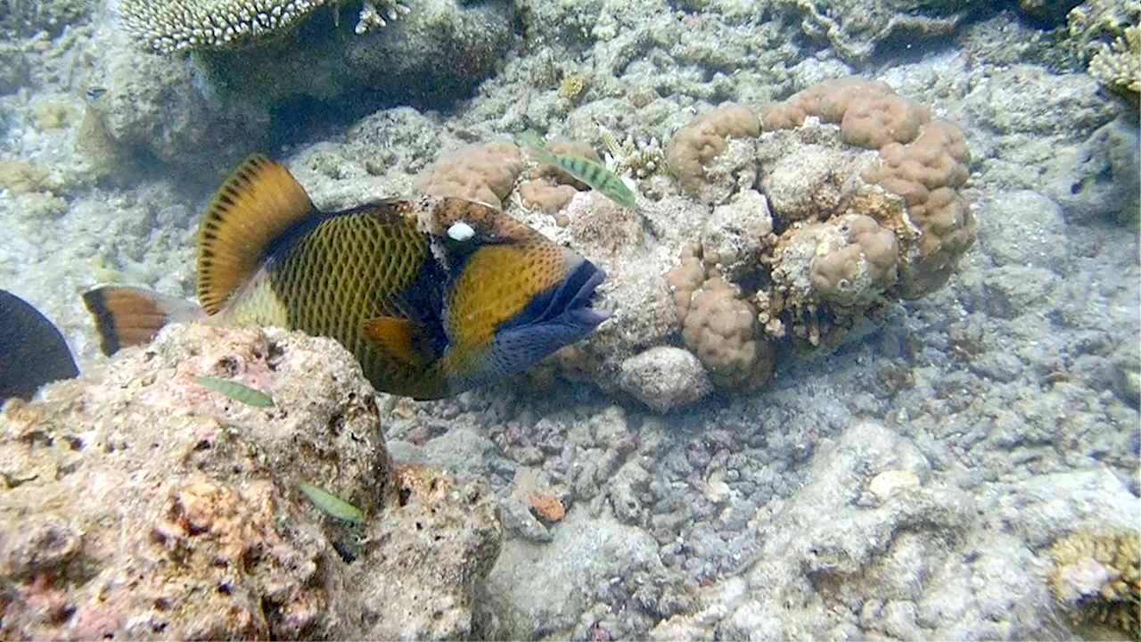 Sonstiges Vilamendhoo Island Resort & Spa