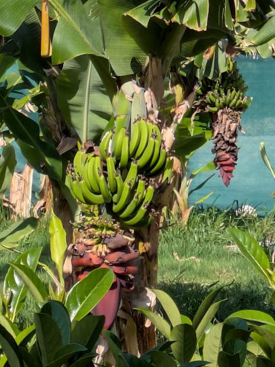 Gartenanlage Elysee Rive Hotel