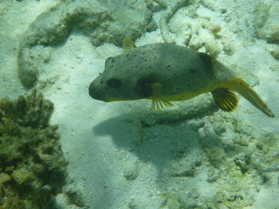 Kugelfisch Summer Island Maldives