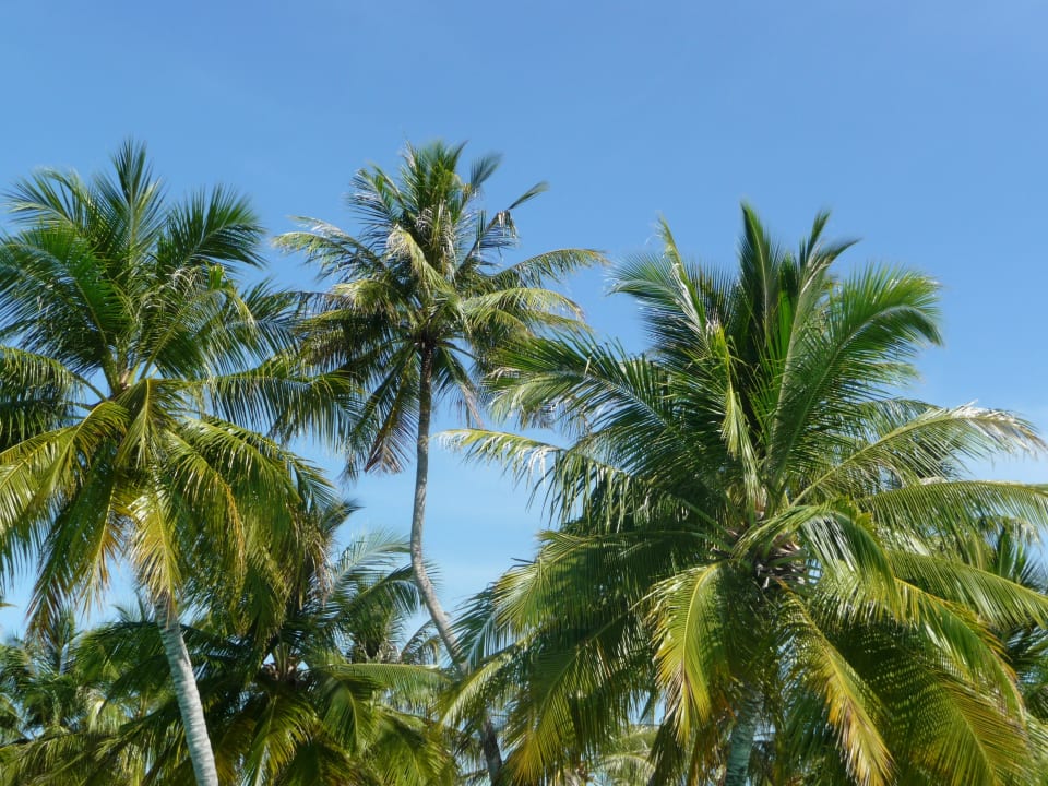 Palmen ohne Ende Villa Park Sun Island