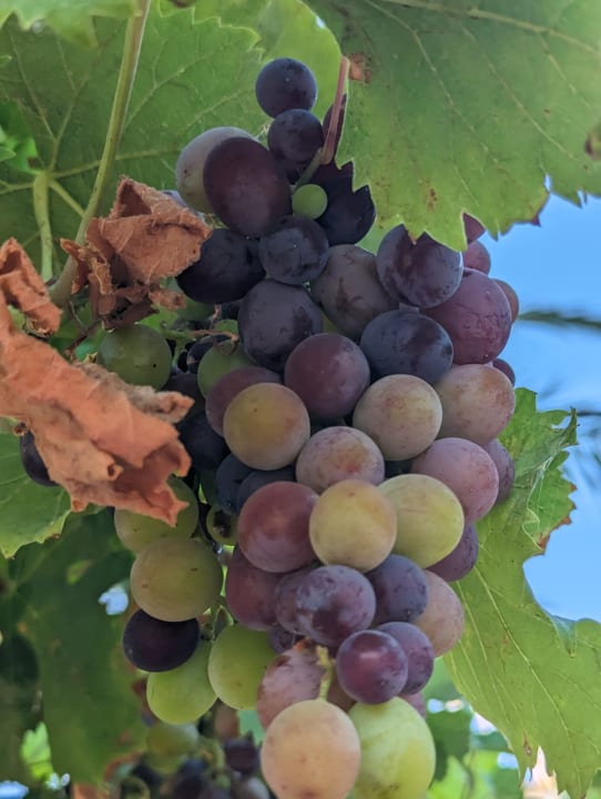 Gartenanlage Hydramis Palace Beach Resort