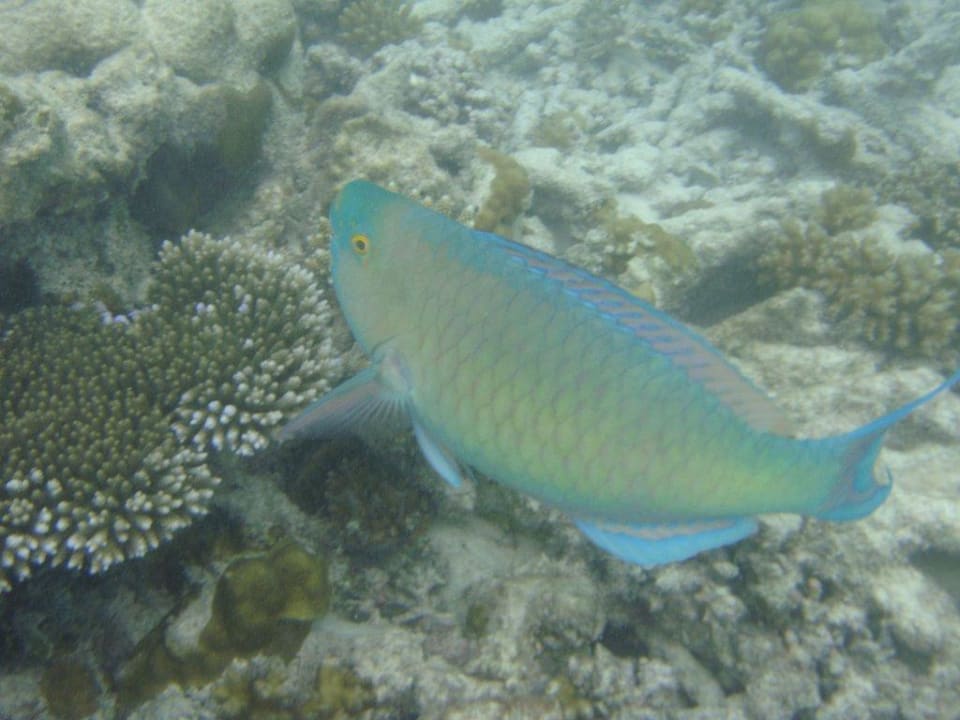 Beim Schnorcheln Kuramathi Maldives