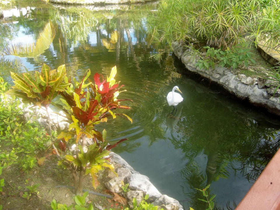 Gartenanlage Catalonia Punta Cana - All Inclusive