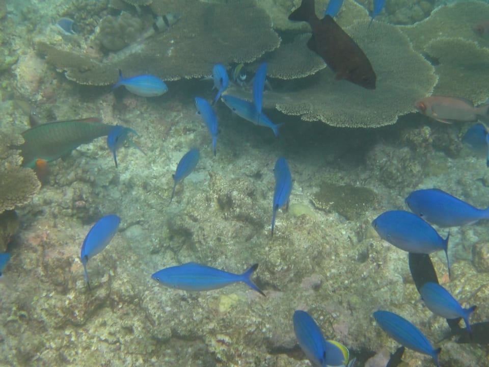 Beim Schnorcheln Kuramathi Maldives