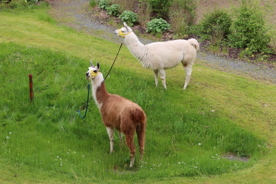 Sonstiges Landschloss Ernestgrün