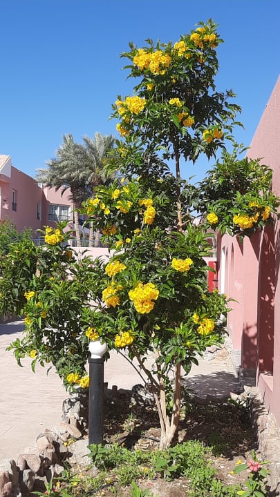 Gartenanlage MG Alexander The Great Hotel