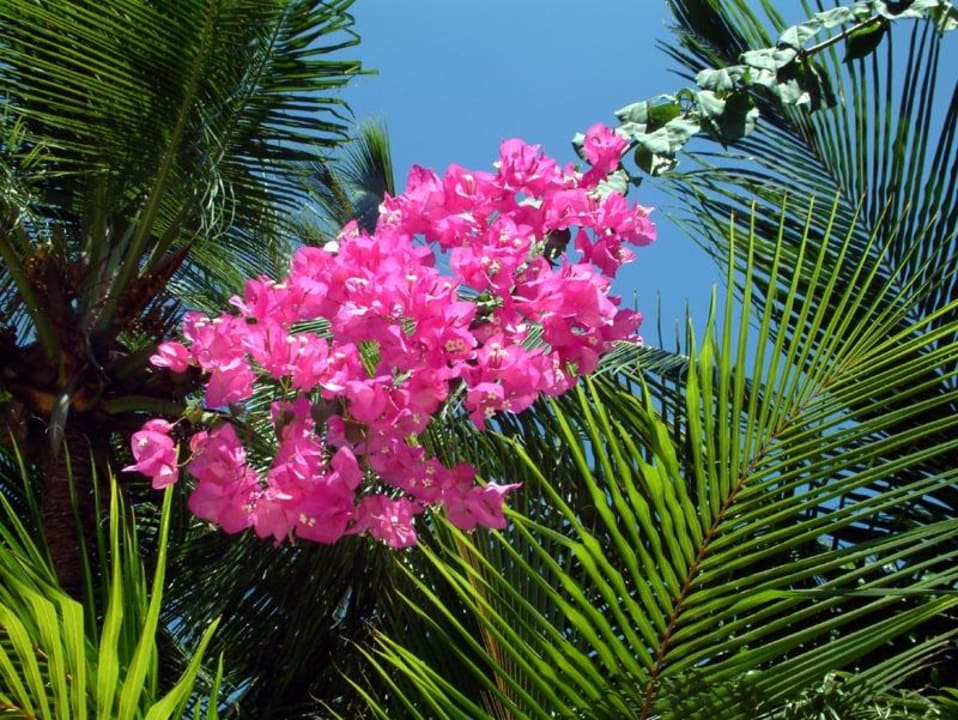 Bougenvillea Kuramathi Maldives