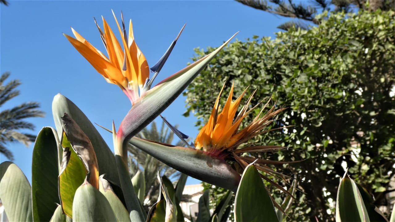 Gartenanlage Iberostar Waves Founty Beach