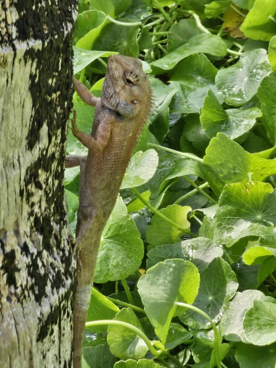 Gartenanlage Hotel Blue Ocean Resort