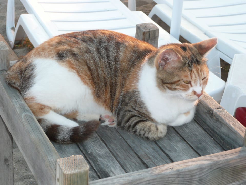 Katze Helga Trendy Side Beach Hotel - Adults only