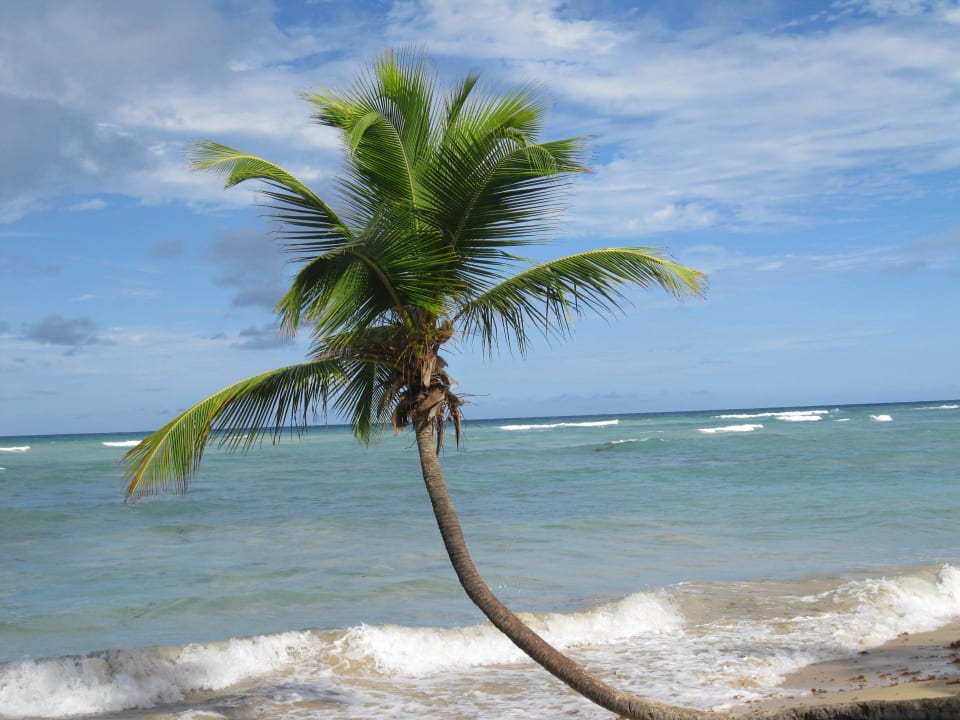 Palme am Meer Grand Sirenis Punta Cana Resort & Aquagames