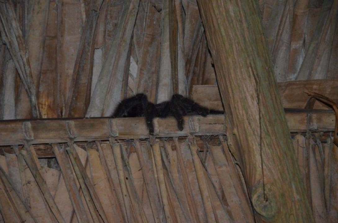 Abends gingen die Vogelspinnen im Rest. auf Jagd Guacamayo Ecolodge