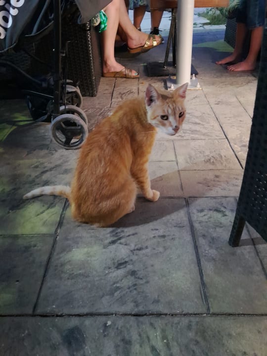 Sonstiges Hotel Albatros