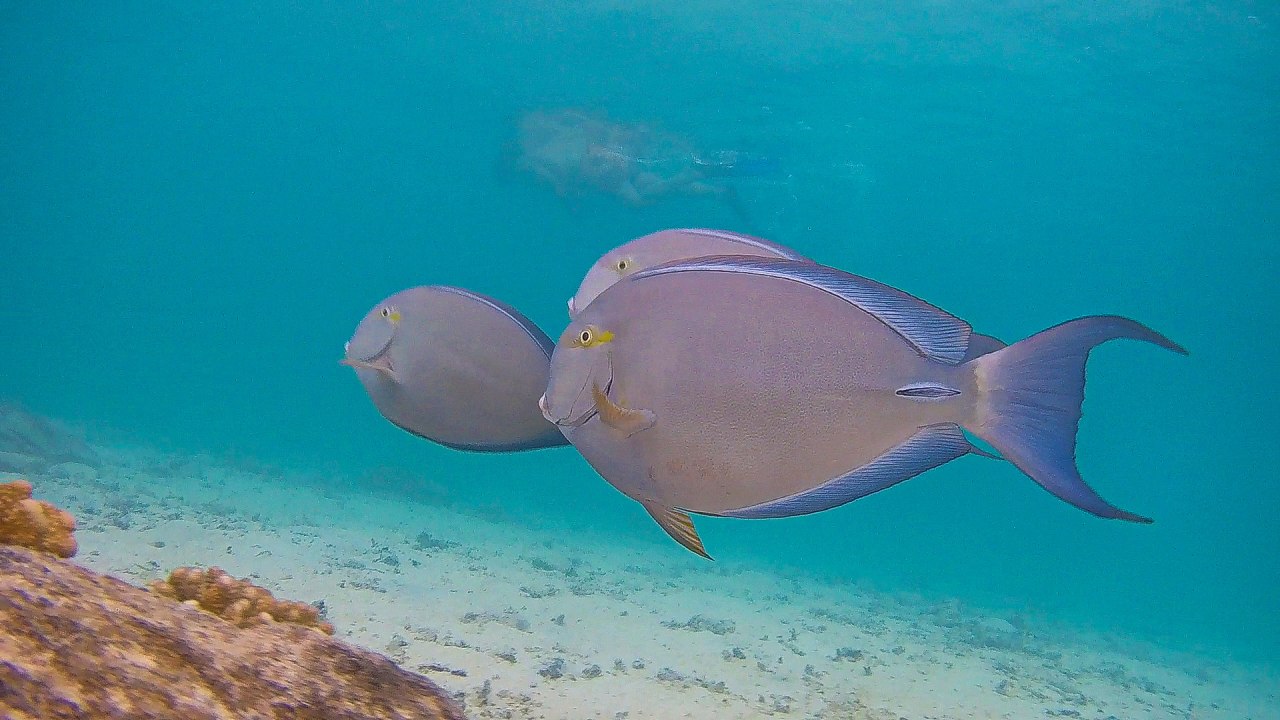 Sport & Freizeit Summer Island Maldives