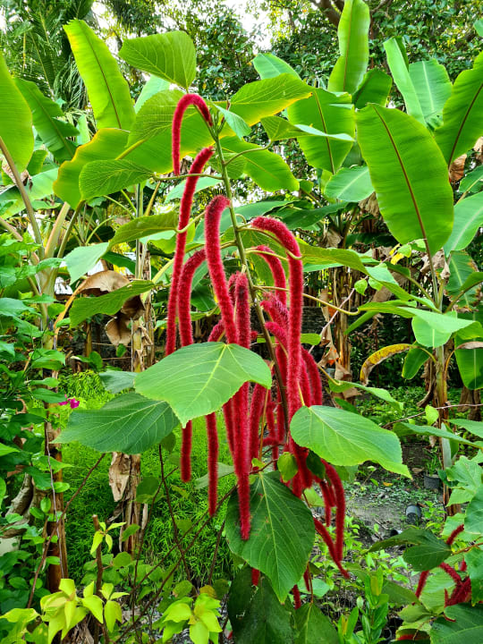 Gartenanlage Adaaran Select Hudhuran Fushi - Premium All Inclusive