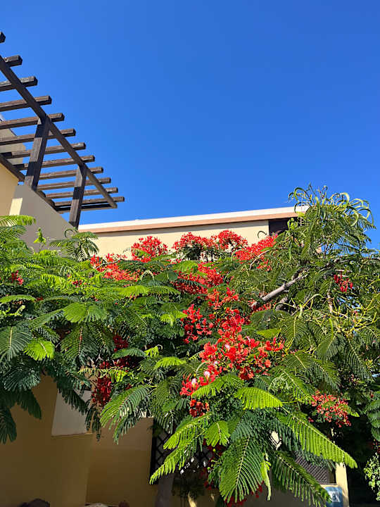 Außenansicht Occidental Jandía Royal Level - Adults only