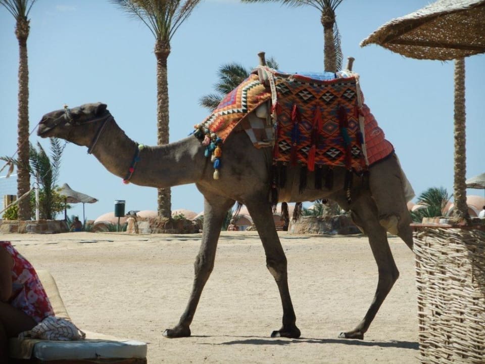 Oskar... Three Corners Sea Beach Resort