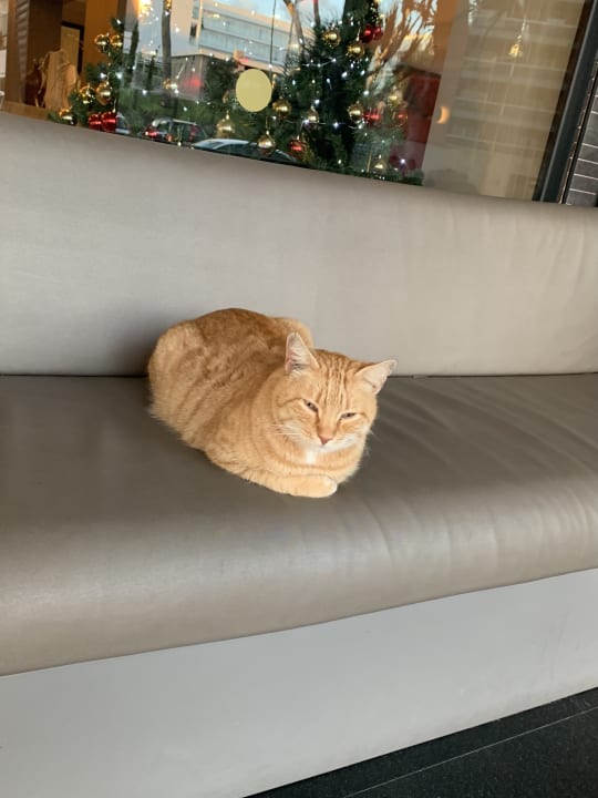 Sonstiges Hotel Riu Festival