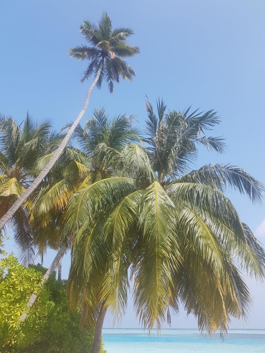 Palmen Meeru Maldives Resort Island