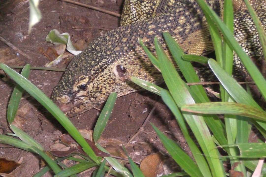 Ein kleiner Waran im Garten Baobab Beach Resort & Spa