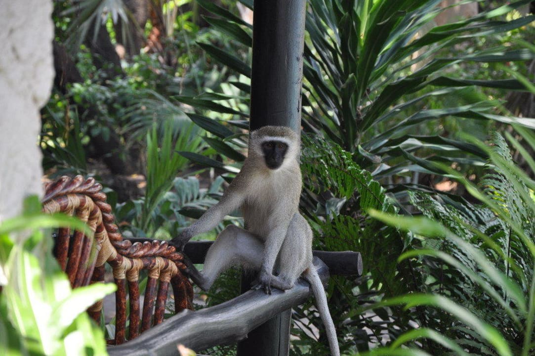 Małpa Hotel Southern Palms Beach Resort