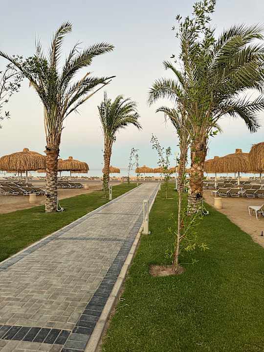 Strand JAZ Elite Asteria