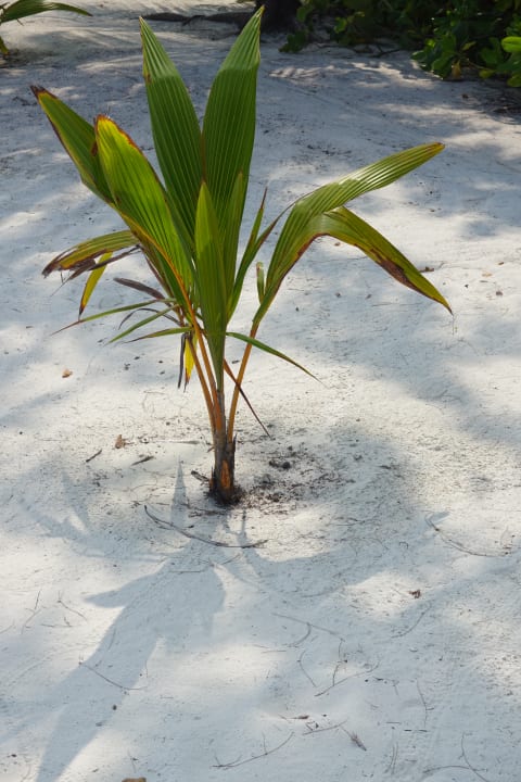 Strand Summer Island Maldives