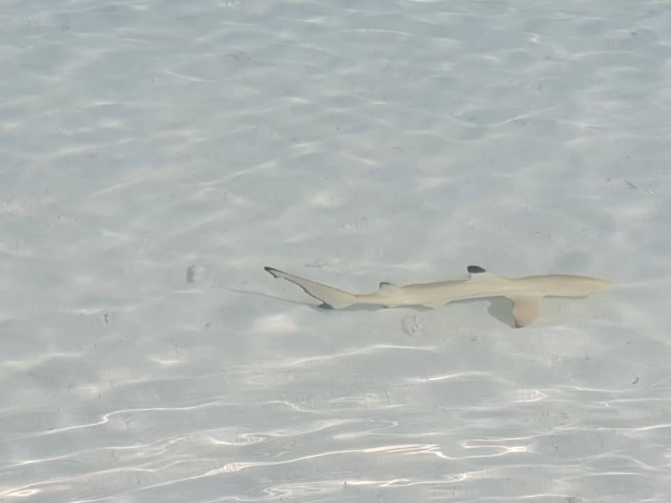 Strand Meeru Maldives Resort Island