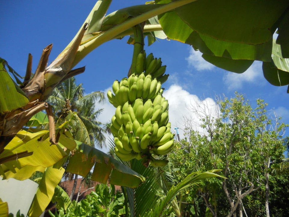 Bananenbaum ROBINSON MALDIVES