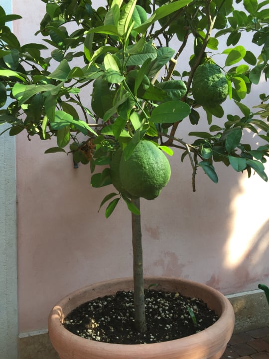 Gartenanlage Hotel Olimpia