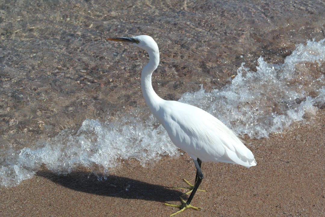 Друг-орнитолог Desert Rose