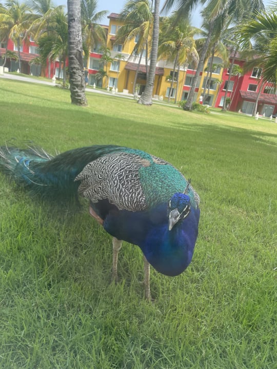 Sonstiges Caribe Deluxe Princess