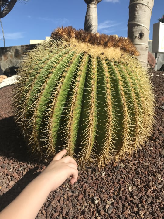 Gartenanlage Club Hotel Drago Park